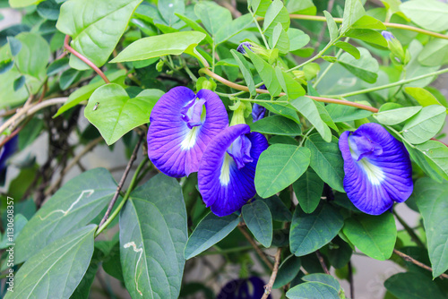 Butterfly pea flowers,clitoria ternatea,Asian pigeonwings purple flowers background texture picture photo