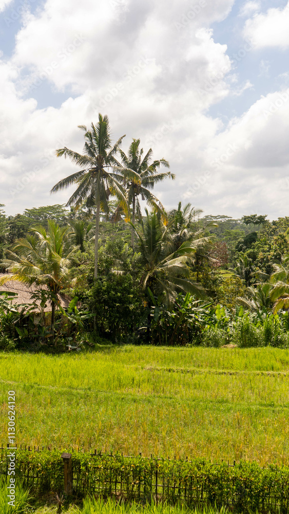 Fototapeta premium trees on the beach