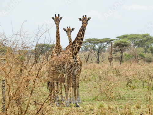 Giraffen als Postkartenmotiv photo