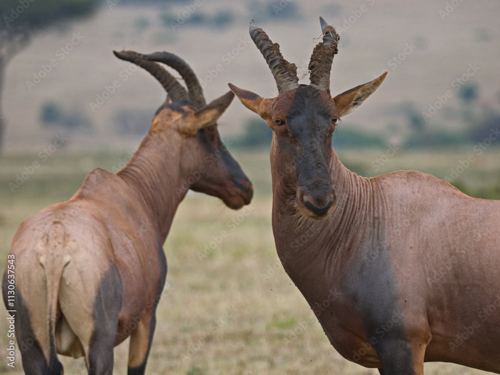 Obraz premium Leierantilope in Tansania