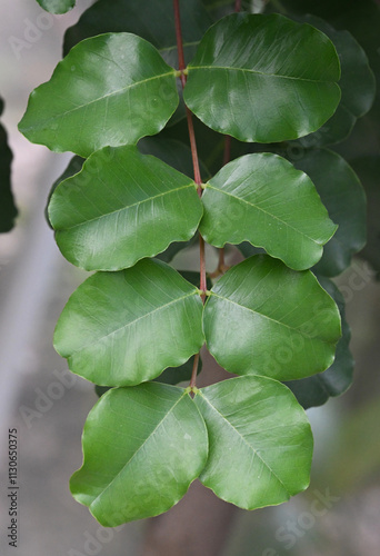 Canvastavla Beautiful close-up of the leaves of ceratonia siliqua