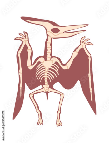 Pterodactyl skeleton antique animal vector illustration