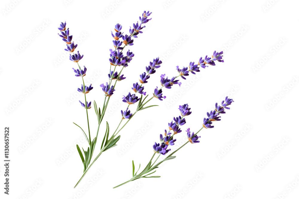 Obraz premium Tiwgs of lavender flowers isolated on white background