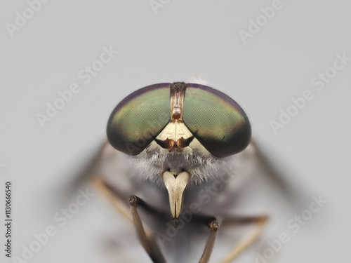 Obraz na płótnie Stable Fly or Horse Fly insect, Tabanidae in Thailand and Southeast-Asia.. w salonie