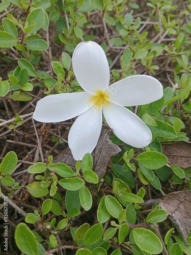 Buatyfull nature white and yellow colour flower in garden india 