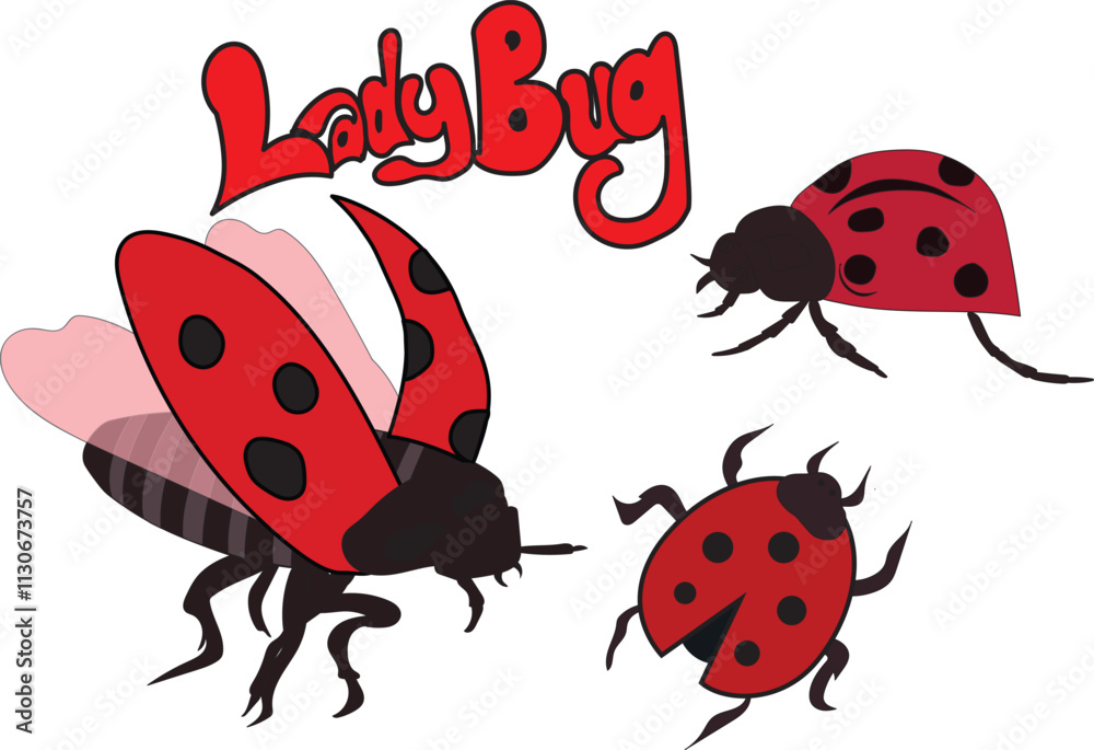 Fototapeta premium illustration of three different ladybug on white background