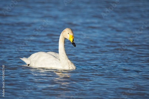 Fotografi Adult whooper swan (Cygnus cygnus) swimming across a lake in autumn