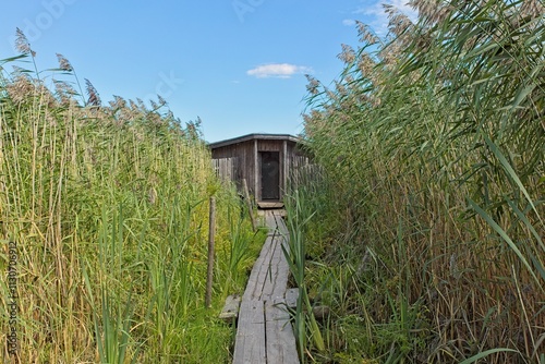 Nature trail leading to bird watching stand at Pornaistenniemi with wooden duckboards in summer, Helsinki, Finland. photo