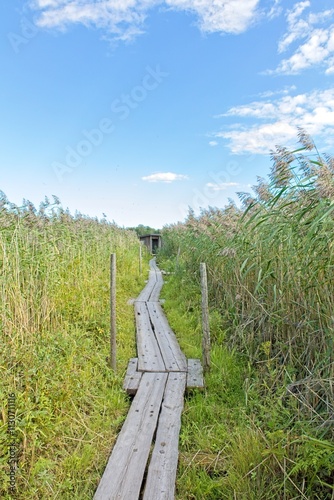 Nature trail at Pornaistenniemi with wooden duckboards in summer, Helsinki, Finland. photo