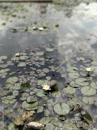 Etang aux nénuphars