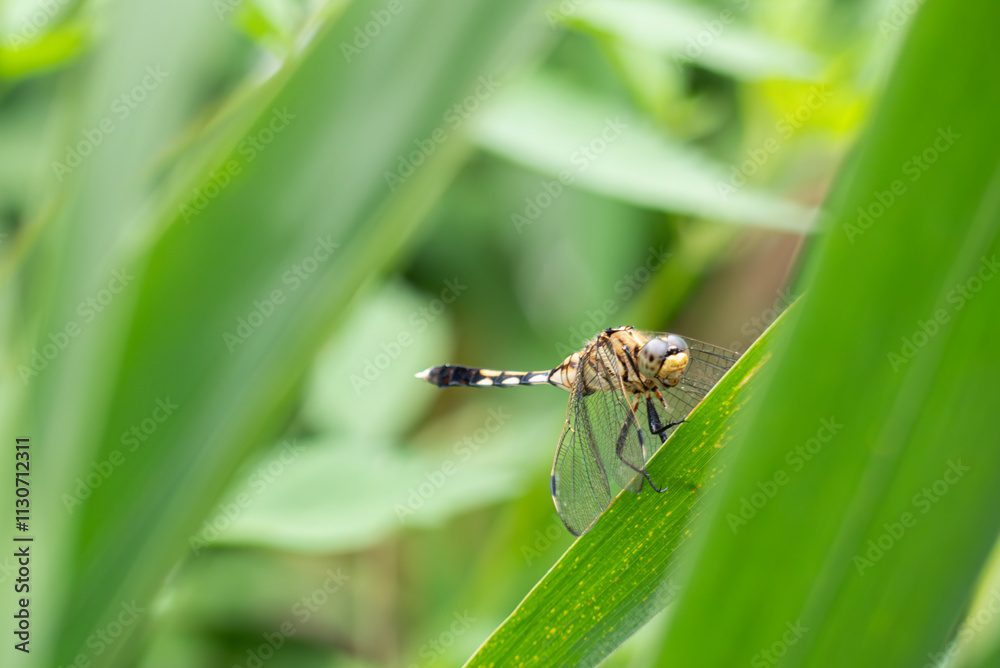 Fototapeta premium 夏のビオトープのシオカラトンボ