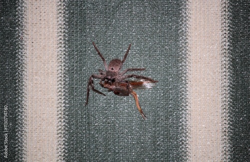 Leishmann's Huntsman Spider (Isopeda leishmanni) eating mantis at night, South Australia photo