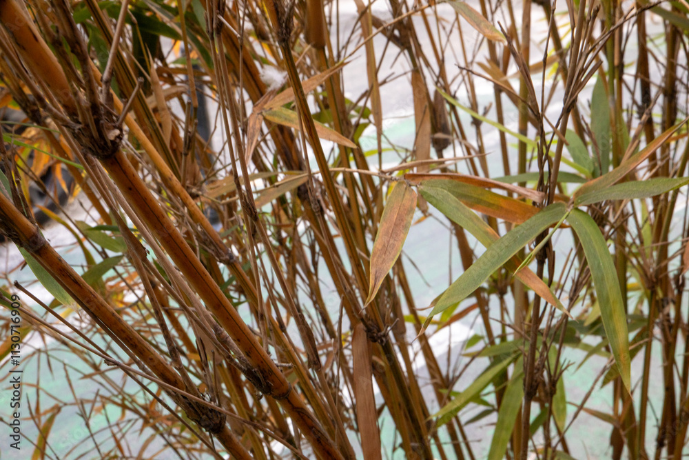 Obraz premium reed in the wind