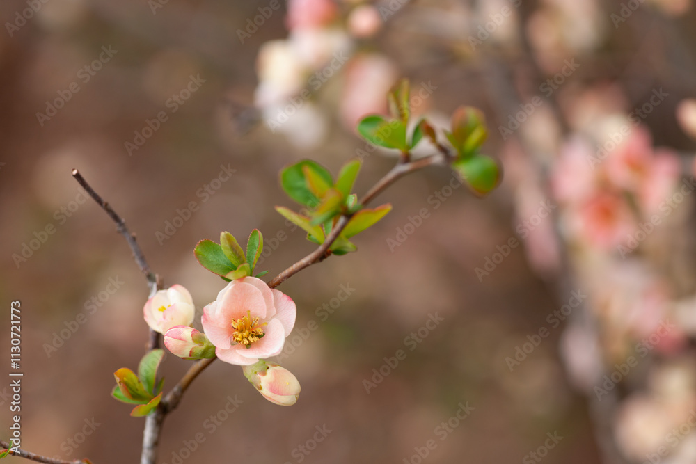 Obraz premium 春に咲く木瓜