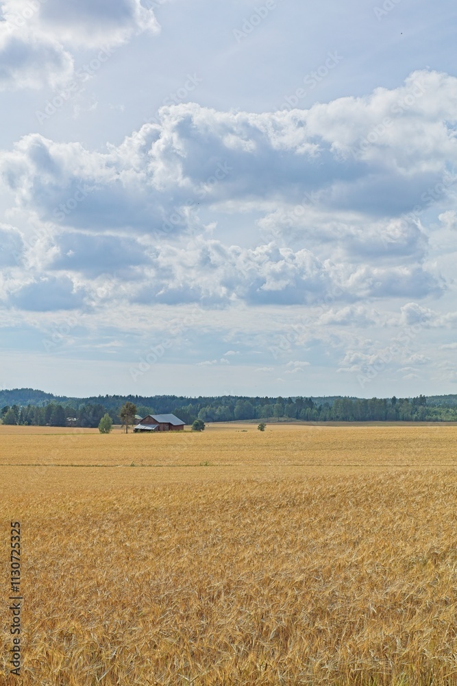 Fototapeta premium Rural landscape with old red barn with forest in the background in rural Taka-Siippoo, Finland.
