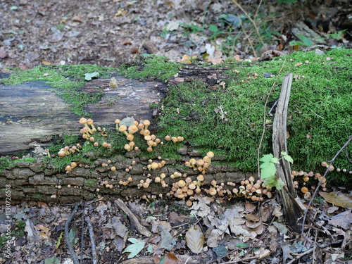 The Sulphur Tuft Mushroom (Hypholoma fasciculare) is a widespread fungus that grows on dead wood. It is a toxic mushroom and not suitable for consumption. photo