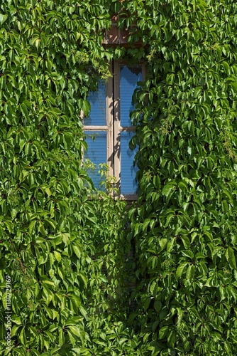 Red brick building exterior with window surrounded with lush green ivy in summer, Pasila, Helsinki, Finland. photo