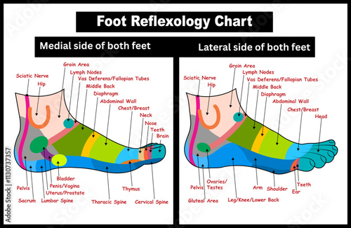 Foot reflexology chart with accurate description of the corresponding internal organs and body parts. Isolated vector illustration on a white background. EPS, 300dpi format
