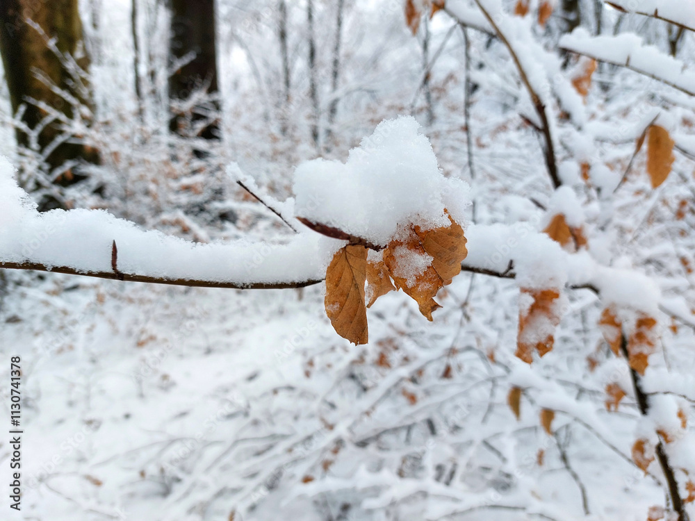 Fluffy white snow on branches. Magical nature in forest. Slovenia. Europe. Winter