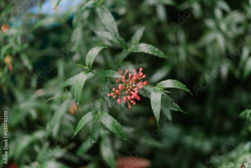 Jatropha is a genus of flowering plants in the spurge family, Euphorbiaceae photo