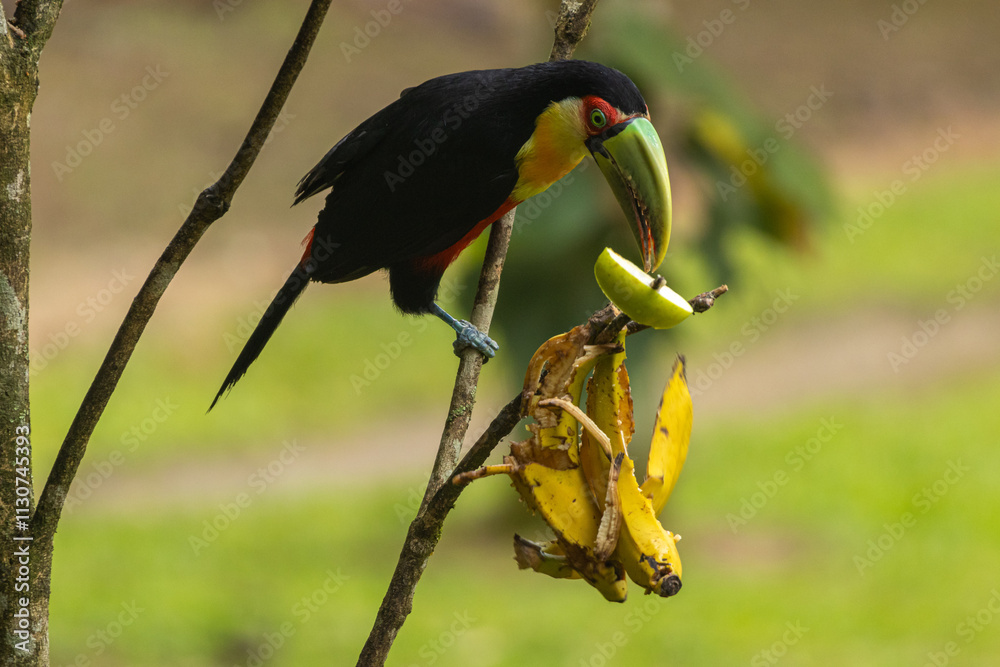 Fototapeta premium Birds of the Atlantic Forest - Brazil