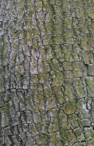 Beautiful close-up of the bark of mastichodendron foetidissimum photo