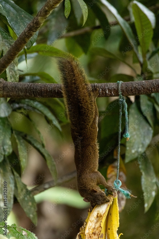 Fototapeta premium Birds of the Atlantic Forest - Brazil