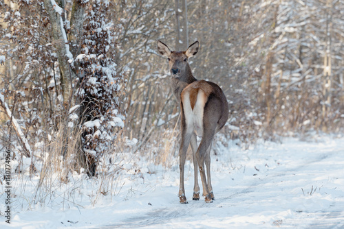 A doe on a winter forest path looking back
