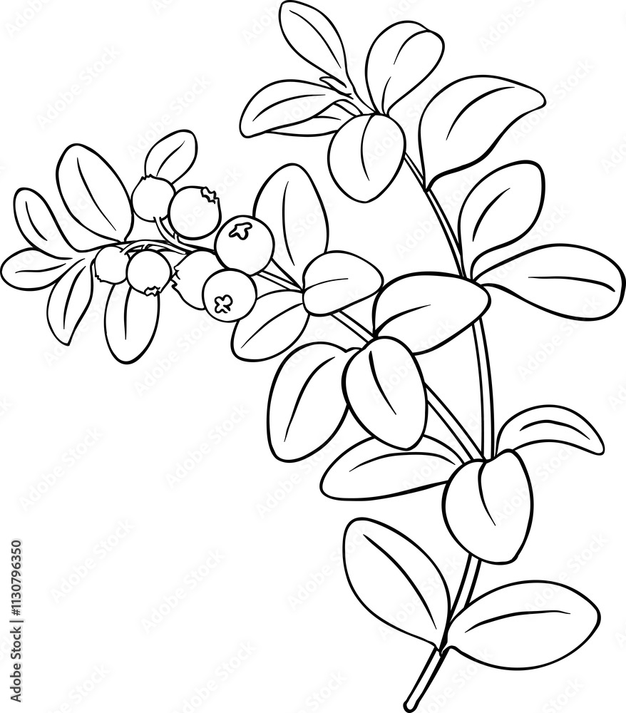 Obraz premium Lingonberry Branch with Berries and Leaves Outline llustration