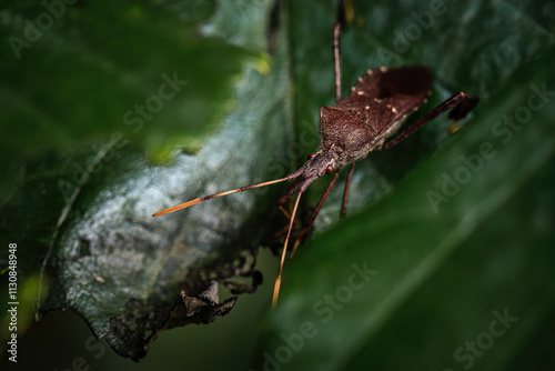 Leaf footed bug on leaf photo