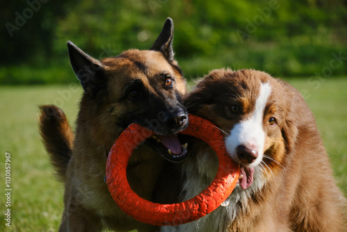 Photography Active and energetic pets have fun outside
