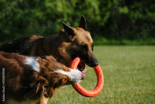 Canvas Print Active and energetic pets have fun outside