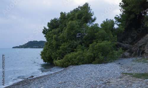 A huge tree lies fallen on a secluded pebble beach by the sea, its branches sprawling across the rocky shore, set against a backdrop of cloudy sky and serene water.