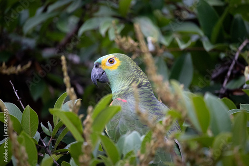 Amazona aestiva, commonly known as papagaio-verdadeiro, is a bird from the family of psittacídos, native to eastern Brazil photo