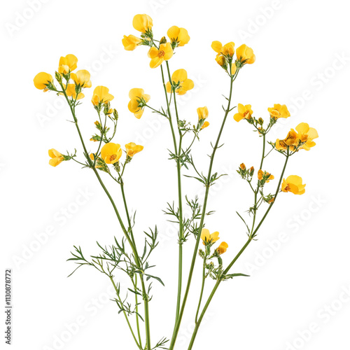 Mustard flowers isolated on a transparent background