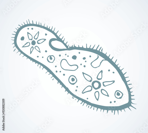 Paramecium caudatum. Vector drawing icon