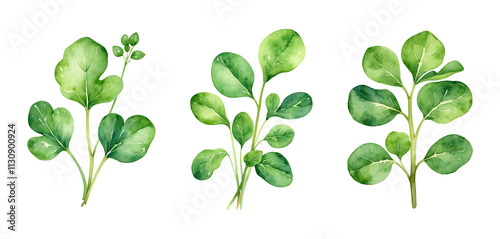 Set of watercolor illustrations of fresh watercress leaves isolated on a transparent background. Healthy green salad for a nutritious diet. Botanical image for card, textile, menu, kitchen, book.	