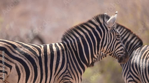 Zebra (Equus quagga) herd migrating on the plains of Africa. Slow motion, 25 percent natural speed.