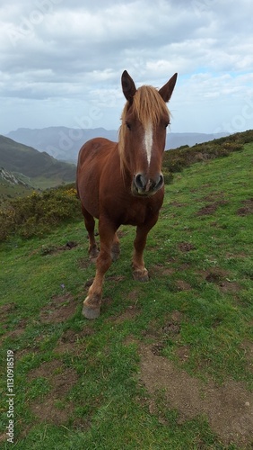 horse in the mountains