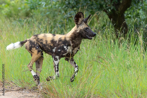 African Wild Dog playing, running and searching for food, in the Kruger National Park in South Africa photo