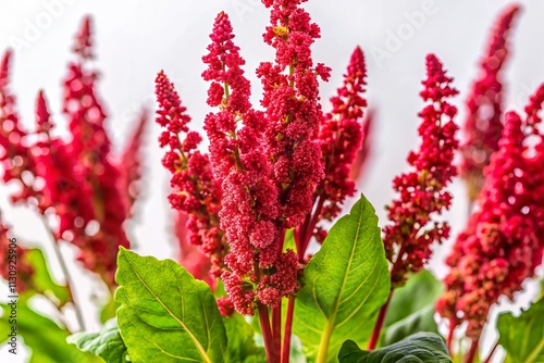 Red Sorrel, Rumex Acetosella Flower, Isolated White Background, Wildflower, Botany, Closeup Photography photo