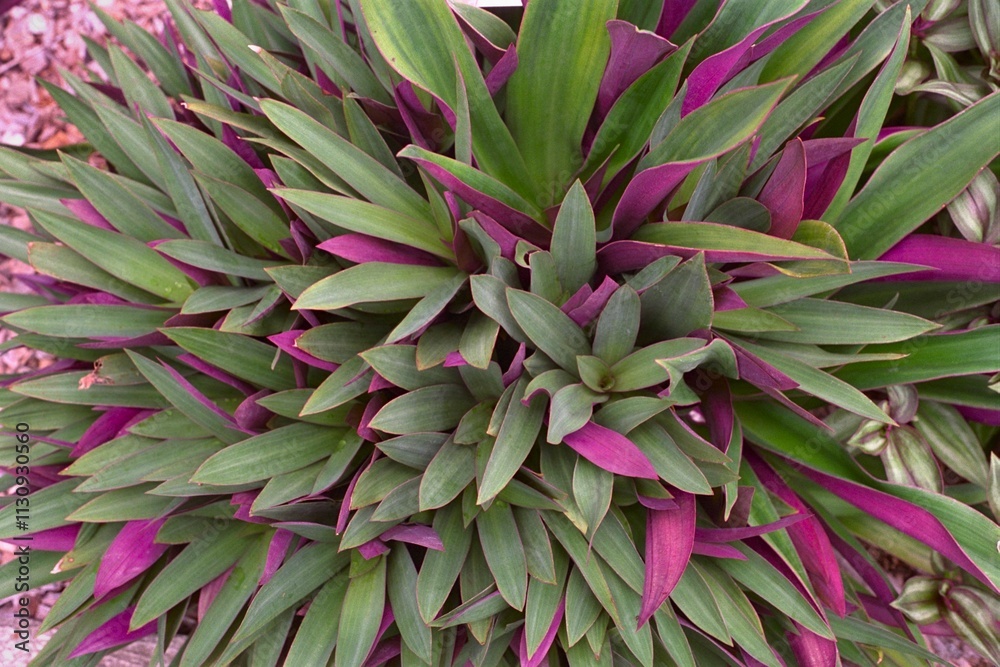Obraz premium Tradescantia spathacea (Rhoeo spathacea) - Oyster Plant, Moses-in-a-Boat