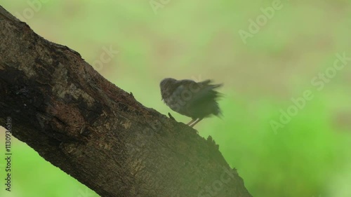 Jungle Babbler cleaning feathers  on a tree branch, Bihar, India, Bird grooming, Preening behavior photo