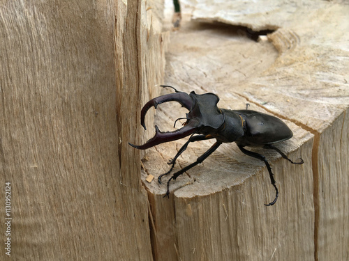 The stag beetle is a forest dweller listed in the Red Book photo