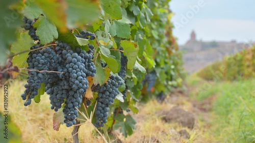 Close up zoom in time lapse small wine grapes on trees on vineyard field on autumn in Armenia with famous landmark of Khor Virap monastery. Harvesting season in caucasus. Wine produce Armenia