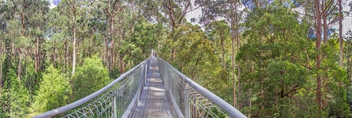 Elevated treetop walkway amidst tall eucalyptus trees in Great Otway National Park
