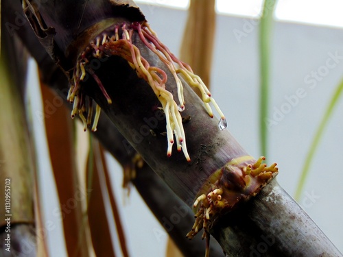 Stem of sugarcane plant (Saccharum officinarum)  photo