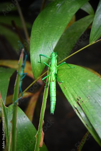 The unique blue peppermint stick insect in the jungle of Queensland, Australia photo