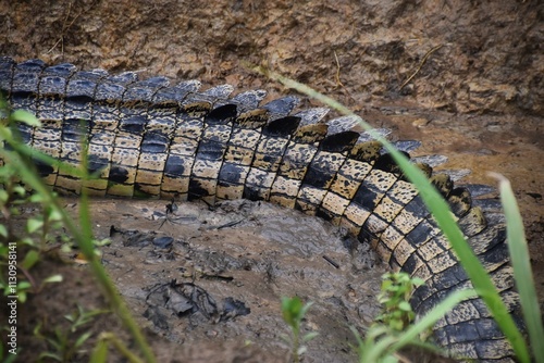 Macro close up of the pattern and scales on an australian crocodiles tail