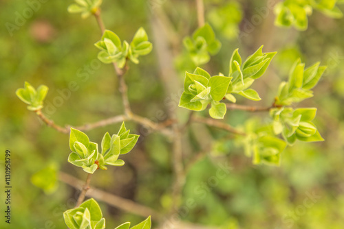 Close up of a common lilac (syringa vulgaris) in spring. Selective focus.